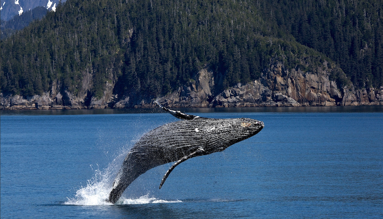 Hvalen: Verdens største dyr